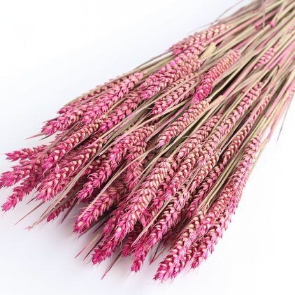 Pink Wheat Bunch (Dyed)