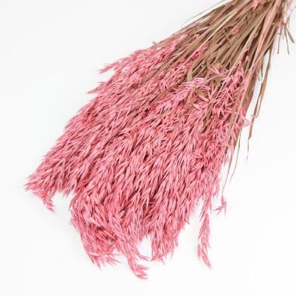 Pink Avena Oats Bunch (Dyed)