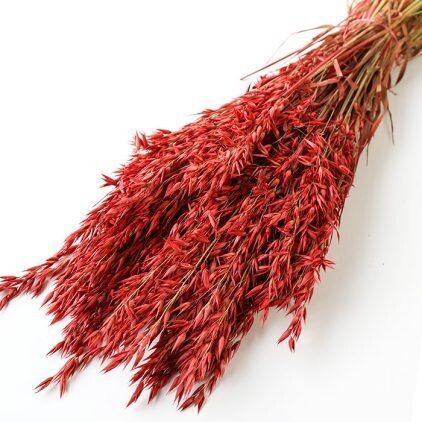 Red Avena Oats Bunch (Dyed)