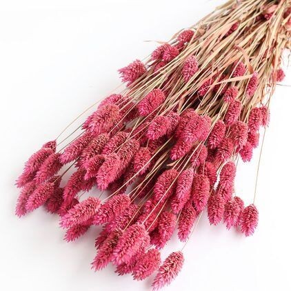 Pink Phalaris Bunch (Dyed)