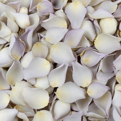 Pale Purple Rose Petal Cone Tray (24 Cones)