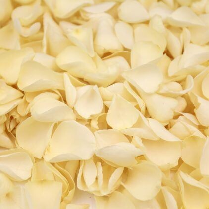 Ivory Rose Petal Cone Tray (24 Cones)