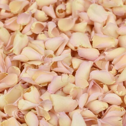 Pale Pink Rose Petal Cone Tray (24 Cones)