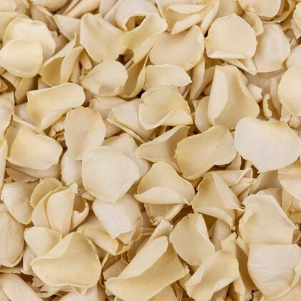 Cream Rose Petal Cone Tray (24 Cones)
