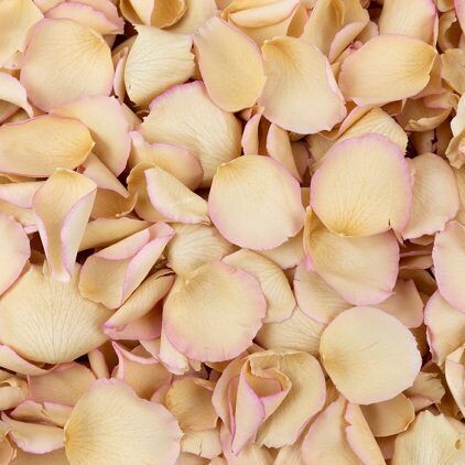 Ivory Pink Edge Rose Petal Cone Tray (24 Cones)