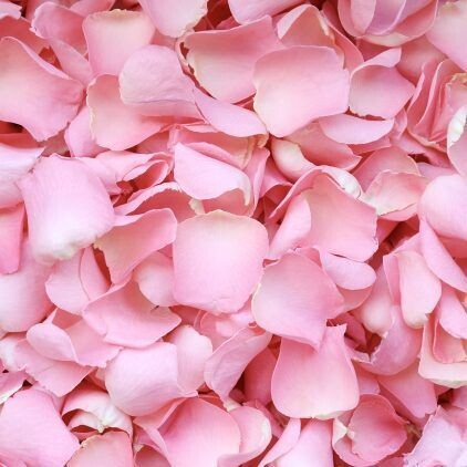 Light Pink Rose Petal Cone Tray (24 Cones)
