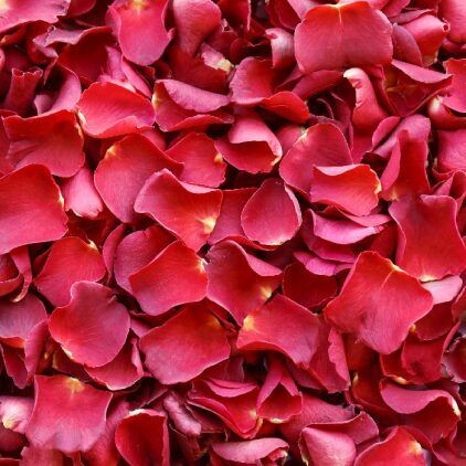 Red Rose Petal Cone Tray (24 Cones)