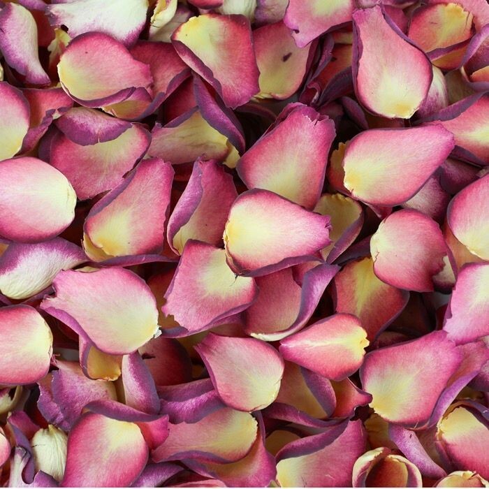 Damson Rose Petal Cone Tray (24 Cones)
