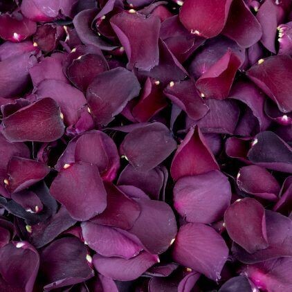 Burgundy Rose Petal Cone Tray (24 Cones)