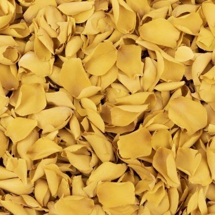 Yellow Rose Petal Cone Tray (24 Cones)