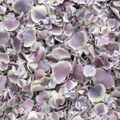 White Violet Hydrangea Petal Cone Tray (24 Cones)