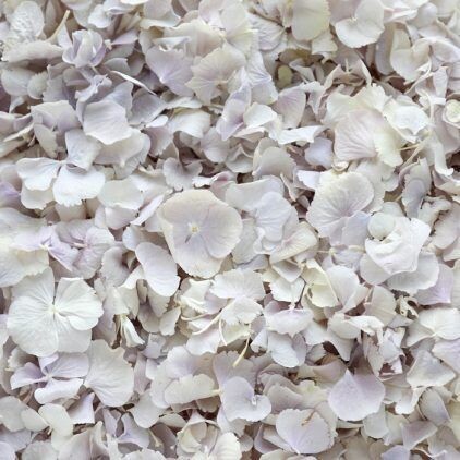 Pale Purple Hydrangea Petal Cone Tray (24 Cones)