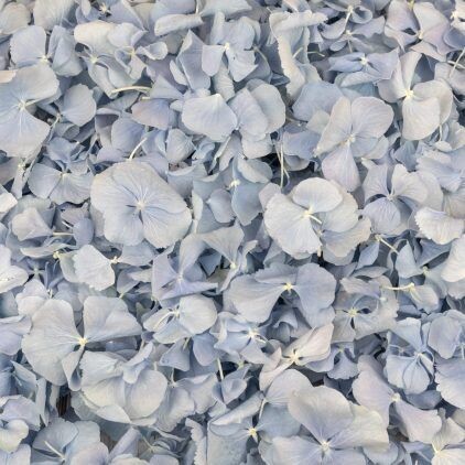 Blue Hydrangea Petal Cone Tray (24 Cones)