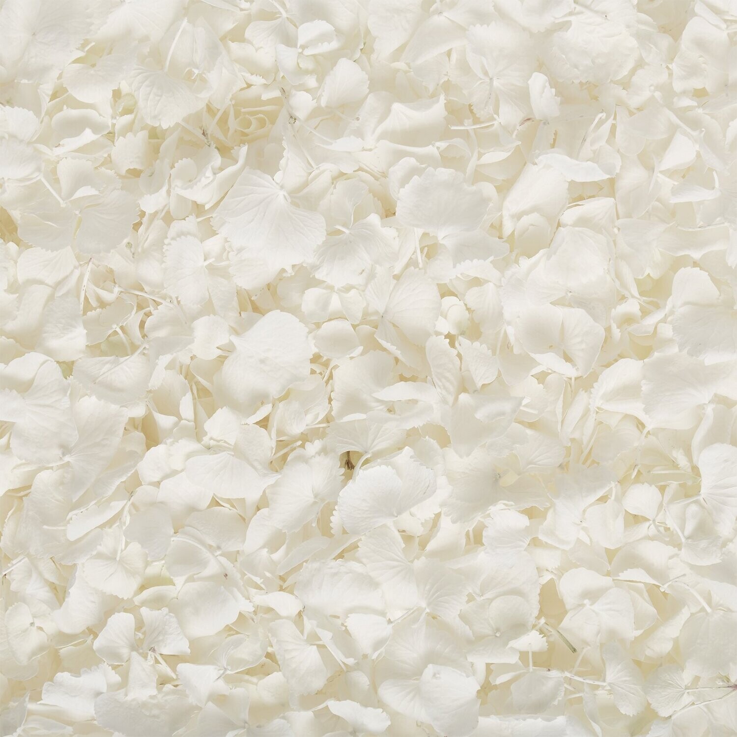 White Hydrangea Petal Cone Tray (24 Cones)