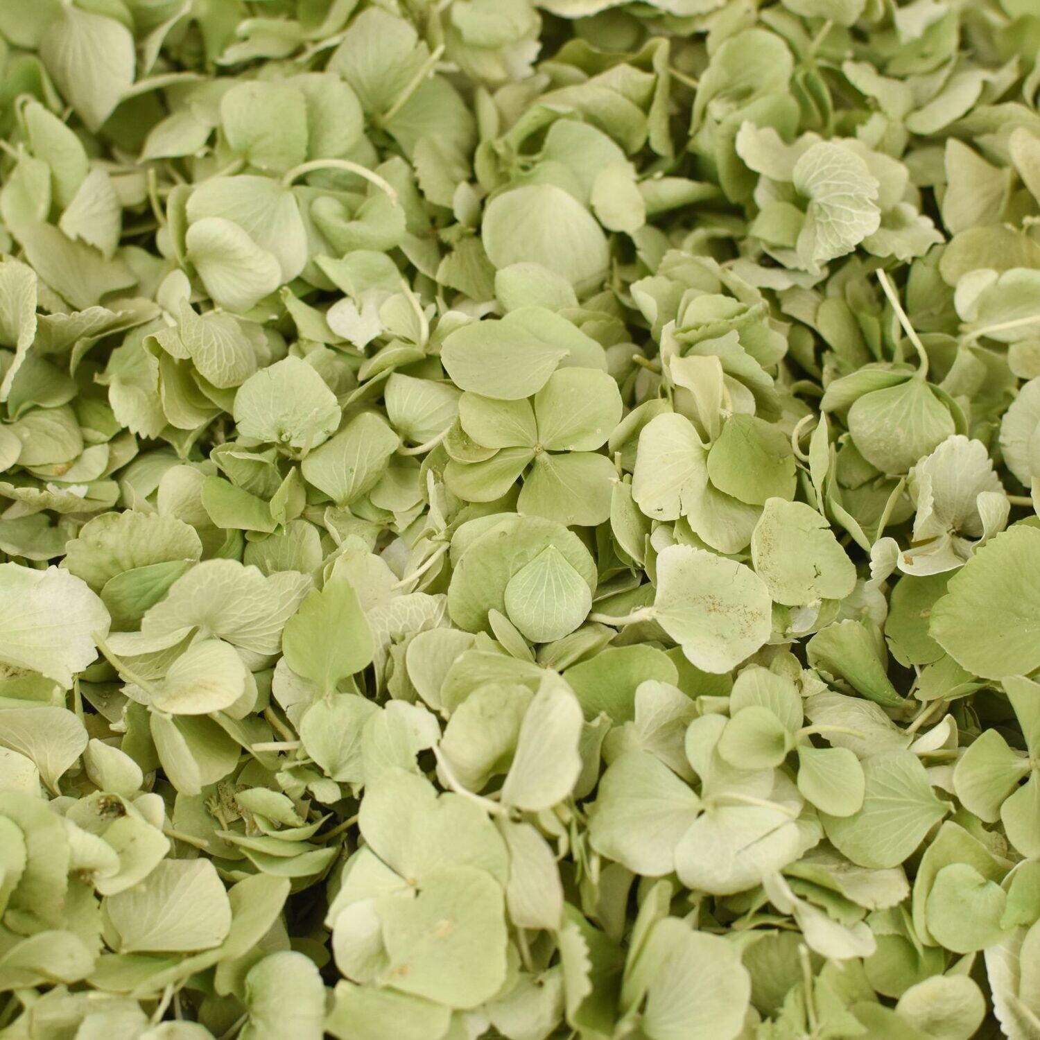 Green Hydrangea Petal Cone Tray (24 Cones)