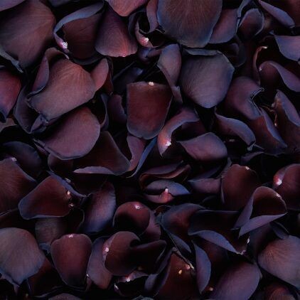 Mulberry (Dyed) Rose Petal Cone Tray (24 Cones)