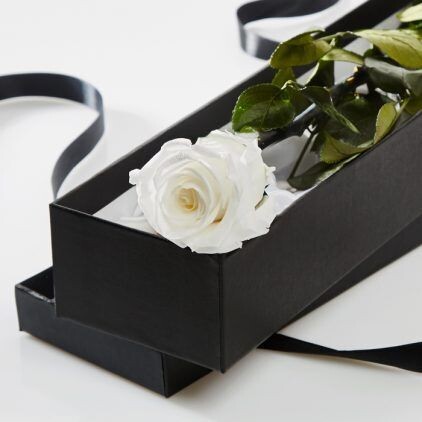 Preserved White Rose Stem