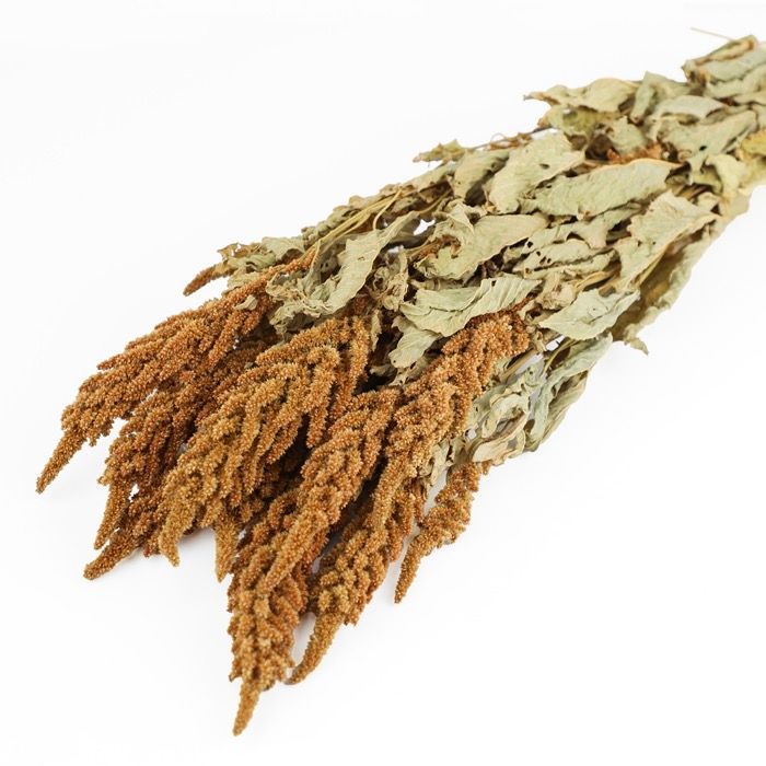 Orange Amaranthus