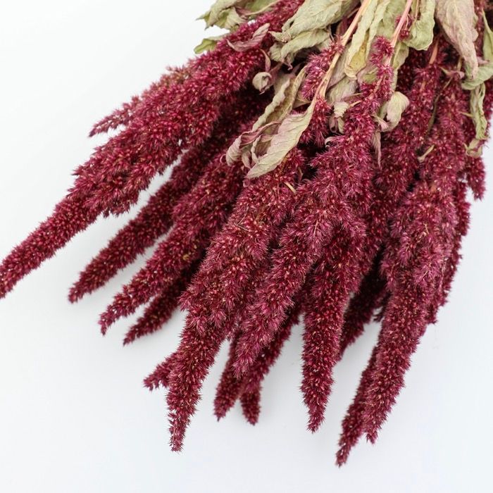 Red Amaranthus