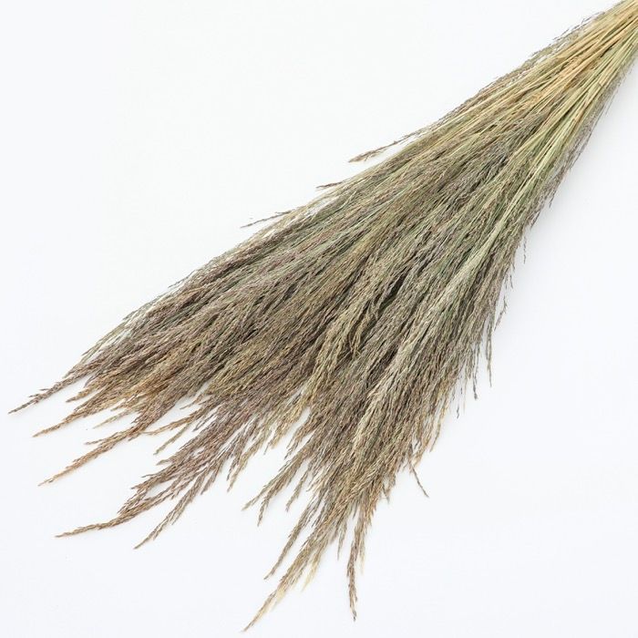 Silvergrass bunch