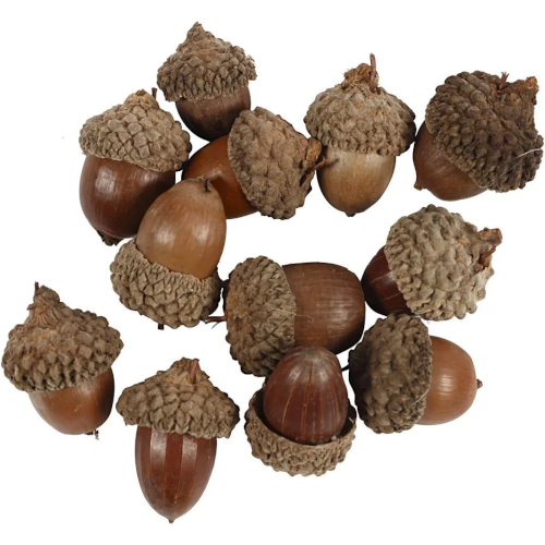 Acorns