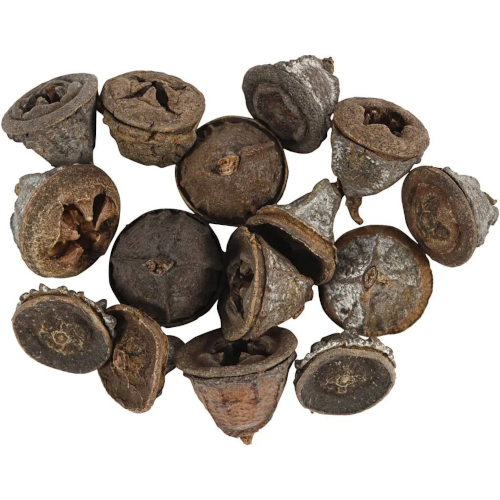 Eucalyptus Pods