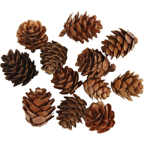 Larch Cones