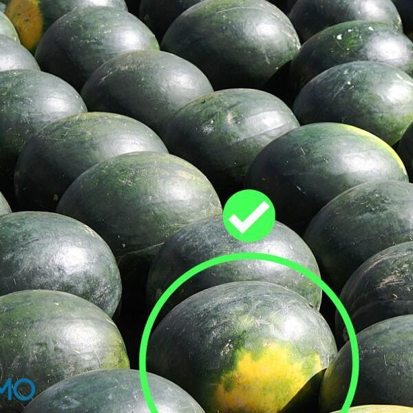 Clasico sandia 0