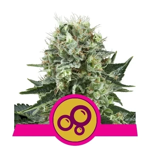 Royal Queen Bubble Kush (QTY = 3 seeds per pkg)