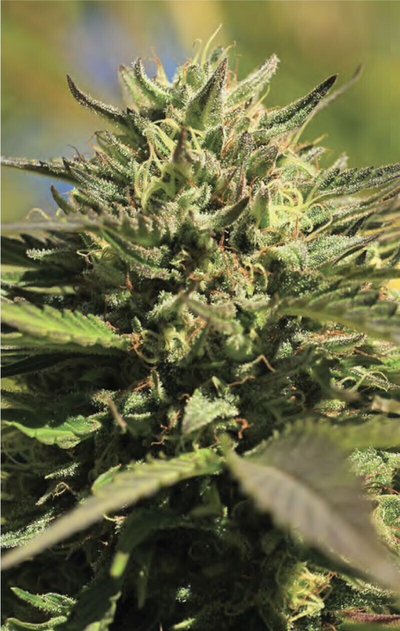 Humboldt OG Kush (QTY = 5 seeds per pkg)
