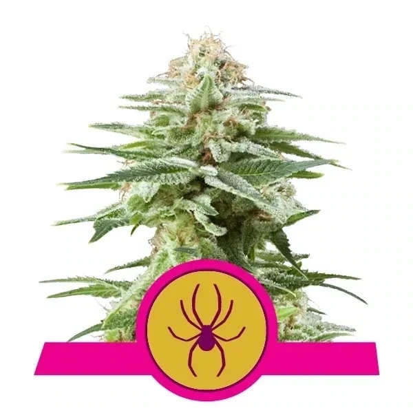 Royal Queen White Widow - Feminized (QTY = 3 seeds per pkg)