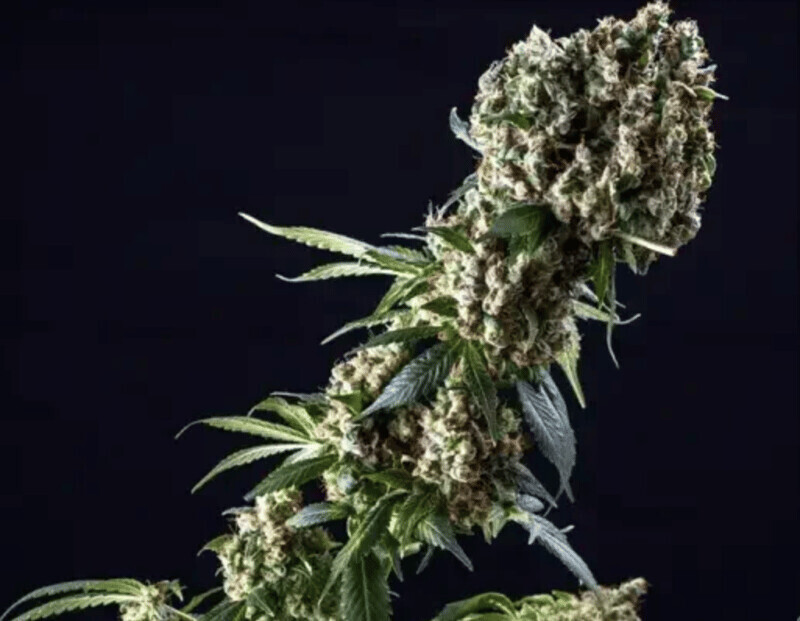 Green Nectar Grandaddy Purple - Feminized (QTY = 5 seeds pe pkg)