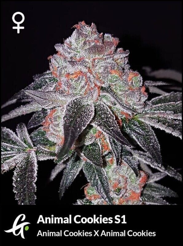 Greenpoint Animal Cookies S1 ( QTY = 6 seeds per pkg)