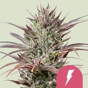 Royal Queen North Thunderfuck Feminized seeds 3pack