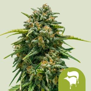 Royal Queen Sweet Skunk Auto