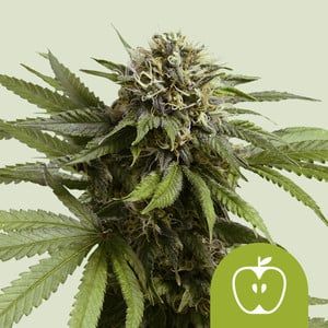 Royal Queen Apple Fritter Auto Sour Apple Auto x Animal Cookies