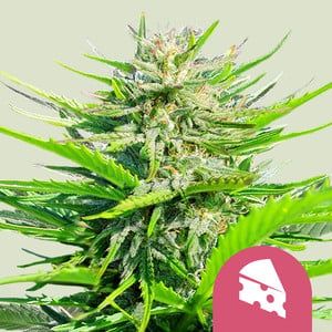 Royal Queen Royal Cheese (Fast Flowering) Skunk #1 x Afghani