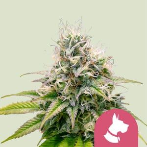 Royal Queen Kali Dog Chemdawg x Sour Diesel