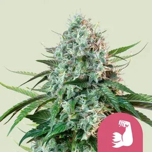 Royal Queen HulkBerry
