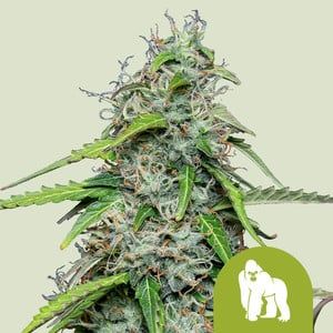Royal Queen Royal Gorilla Auto aka Gorilla Glue Auto