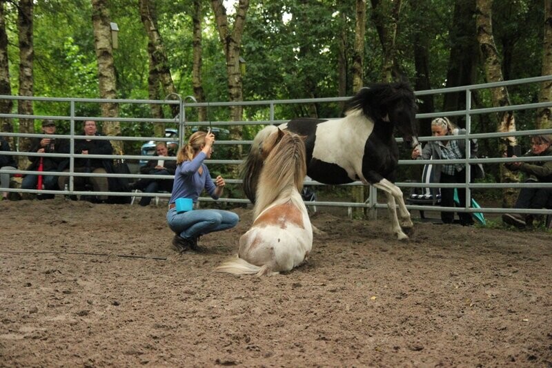 Öffentliches Training Freiarbeit & freies Reiten 03.08.2024