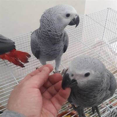 African Congo Grey Parrot