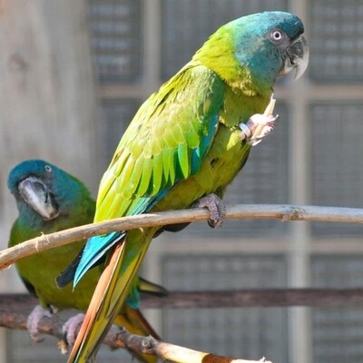 Macaw parrots for sale