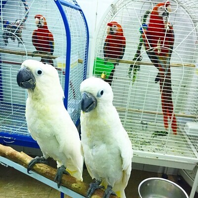 Moluccan Cockatoo for sale
