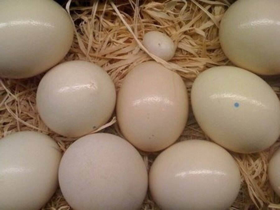Fertile Parrot Eggs