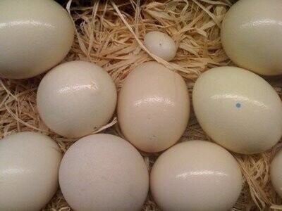 Fertile Parrot Eggs