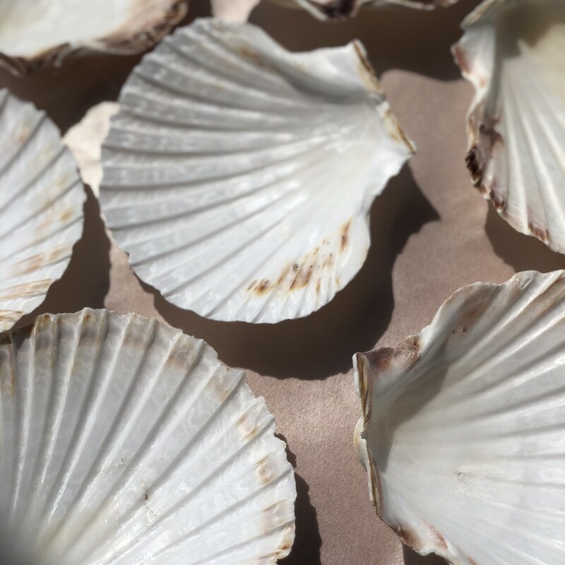 Custom Natural Shell Jewelry Dish