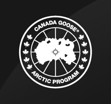 Canada goose