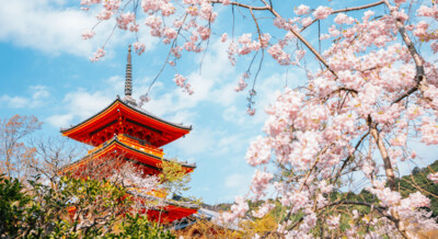 🌸 桜の季節の特典 🌸