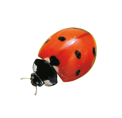 Coccinelle